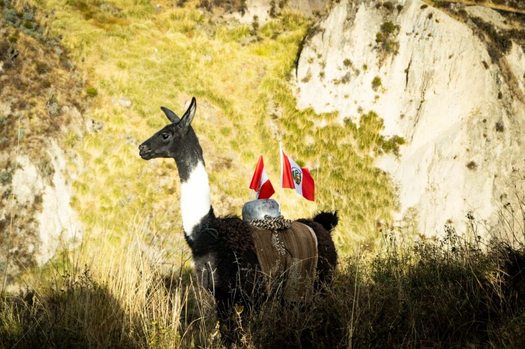 pexels-photo-38272156 A llama adorned with Peruvian flags stands in the scenic landscape of Lari, Arequipa, Perú.